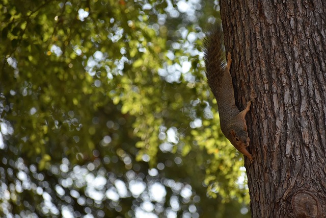 一個擁有雄 一個擁有雄
